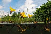 Fringed Waterlily (Nymphoides peltata) Naardermeer  bog lake, Holland. August.