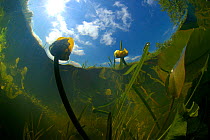 Yellow waterlily (Nuphar lutea) seen from underwater in brook, North Holland. June.