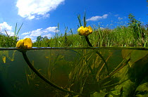 Yellow waterlily (Nuphar lutea) in brook, North Holland. June.
