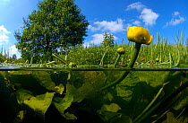 Yellow waterlily (Nuphar lutea) in brook, North Holland. June.