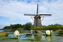 Watermill with White waterlilies (Nymphaea alba)  Naardermeer bog lake, Holland. August 2008