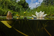 White waterlily (Nymphaea alba) and Yellow waterlily (Nuphar lutea) in a garden pond. June.