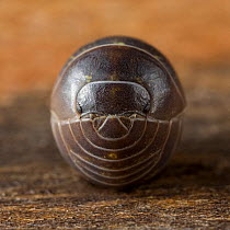 Close up of a pill woodlouse (Armadillidium vulgare) curled up, UK.