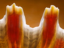 Close-up of a shell, UK.