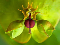 Close-up of a spurge flower (Euphorbia sp), UK.
