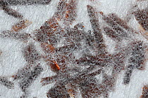 Close-up of a tea bag with tea leaves within, UK.