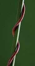 Close-up of Bindweed (Convolvulus sp) climbing round a plant stem, UK.