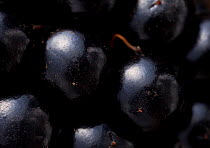 Close-up of a blackberry (Rubus plicatus), UK.
