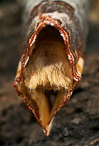 Close up of the rear of a buff-tip moth (Phalera bucephala), UK.