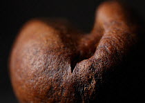 Close up of a roasted coffee bean (Coffea sp), UK.