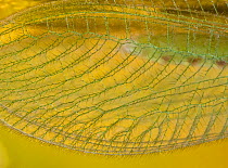 Close up of the wing veins of a green lacewing (Chrysopa sp), UK.