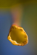 Close up of a sycamore leaf stem after the leaf had dropped, UK.