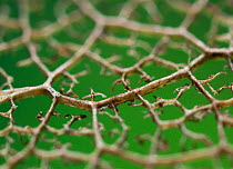 Close up of leaf veins showing 3D structure, UK.