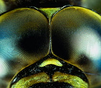 Compound eyes of Southern hawker dragonfly (Aeshna cyanea), UK.