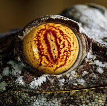Close up of an eye of a leaf-tailed gecko (Uroplatus henklei).