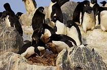 Adelie penguin (Pygoscelis adeliae) fighting with neighbour in colony, Antarctica.