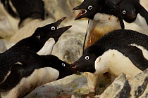 Adelie penguin (Pygoscelis adeliae) fighting with neighbour, Antarctica.