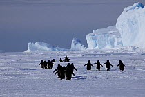 Adelie penguin (Pygoscelis adeliae) group travelling to edge of ice to feed, Antarctica.