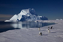 Adelie penguins (Pygoscelis adeliae) preening at edge of ice, Antarctica.