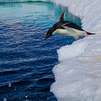 Adelie penguin (Pygoscelis adeliae) jumping from ice edge into the sea, Antarctica.