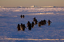 Adelie penguins (Pygoscelis adeliae) travelling to the ice edge to feed, Antarctica.