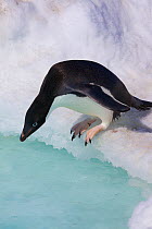 Adelie penguin (Pygoscelis adeliae) hesitant before jumping in the water, Antarctica.