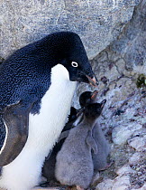 Adelie penguin (Pygoscelis adeliae) with three chicks (one is adopted) Antarctica.