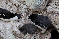 Adelie penguin (Pygoscelis adeliae) fighting with neighbour with chick between, Antarctica.