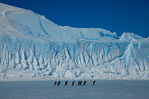 Adelie penguin (Pygoscelis adeliae) group crossing ice to sea edge to feed, Antarctica.