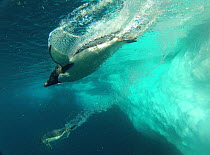 Adelie penguin (Pygoscelis adeliae) diving near ice flow, Antarctica. Small reproduction only.