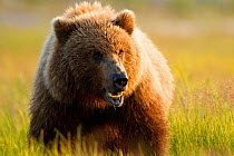 Grizzly bear (Ursus arctos horribilis) Katmai National Park, Alaska, USA, August.