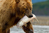 Grizzly bear (Ursus arctos horribilis) with Chum salmon (Oncorhynchus keta) Katmai National Park, Alaska, USA, August.