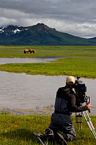 Cameraman filming Grizzly bears (Ursus arctos horribilis) on production for 'Bears'. Katmai National Park, Alaska, July 2013.