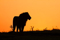 Male Lion (Panthera leo) silhouetted at sunrise, Masai Mara, Kenya.