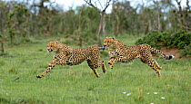 Two Cheetahs (Acinonyx jubatus) running, Masai Mara, Kenya.