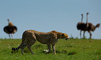 Cheetah (Acinonyx jubatus) walking past Ostriches (Struthio camelus) Masai Mara, Kenya.