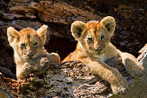 Lion (Panthera leo) cubs resting on log, Masai Mara, Kenya.