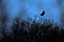 Silhouette of a male eagle owl (Bubo bubo) calling in the trees, Luxembourg. January.
