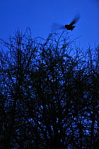 Silhouette of an eagle owl (Bubo bubo) flying over trees, Luxembourg. January.