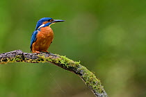 Kingfisher (Alcedo atthis) Male perched on branch, Lorraine, France. June.