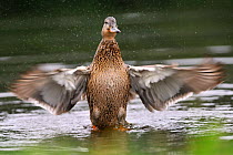 Mallard (Anas platyrhynchos) female standing up to shake its wings after bathing, Aviemore, Scotland, UK. July.