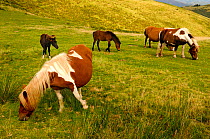 Pottok/pottoka ponies (Equus ferus caballus) grazing in the Basque mountain, Pyrenees, France. August.