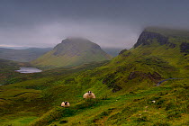 Sheep (Ovis aries) resting on the Quiraing mountains with low cloud cover, Isle of Skye, Inner Hebrides, Scotland, UK. July.