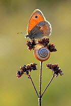 Small heath butterfly (Coenonympha pamphilus) and snail, Ottange, Lorraine, France. August.