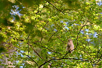 Tawny owl (Strix aluco) chick perched in tree, Luxembourg. May.