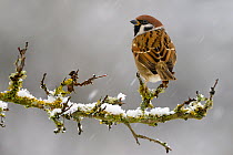 Tree sparrow (Passer montanus) adult perched on snowy branch in winter, Moselle, France. December.