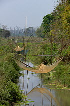 Fishing nets raised up over river, Assam, India, March 2014.