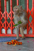 Rhesus macaque (Macaca mulatta) stealing leaves from arrangement of flowers, Varanasi, Uttah Pradesh, India.