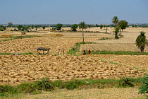 Cut fields and stubble during harvest, India, March 2014.