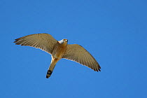 Lesser kestrel (Falco naumanni) in flight, Saint Pons des Mauchiens, France, April